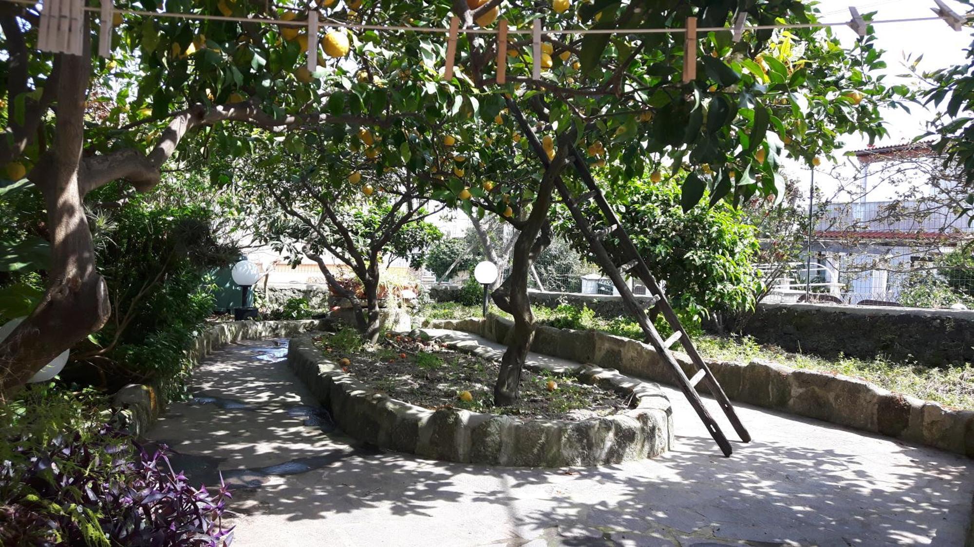 Holiday Apartments Lacco Ameno (Isola d'Ischia) Exterior foto